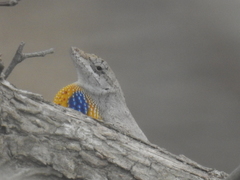 Anolis sericeus