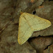 Autumn Alsophila Moth - Photo (c) Michał Brzeziński, some rights reserved (CC BY-NC), uploaded by Michał Brzeziński
