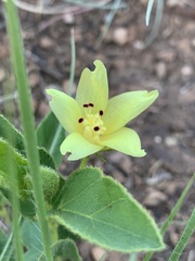 Hibiscus aethiopicus ovatus