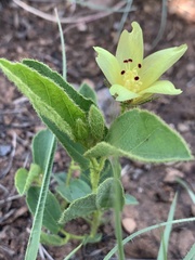 Hibiscus aethiopicus ovatus