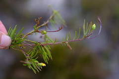 Osteospermum aciphyllum