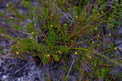 Osteospermum aciphyllum