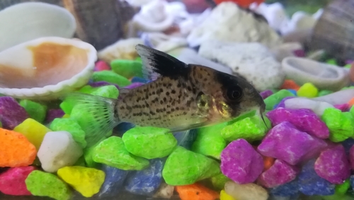False spotted catfish (Corydoras leucomelas) — Callichthyidae — 2