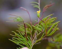 Osteospermum aciphyllum