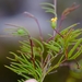 Osteospermum aciphyllum - Photo (c) Nick Helme, osa oikeuksista pidätetään (CC BY-SA), lähettänyt Nick Helme