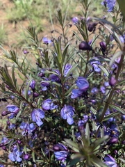Rotheca louwalbertsii