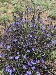 Rotheca louwalbertsii