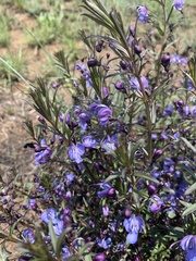 Rotheca louwalbertsii