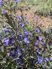 Rotheca louwalbertsii