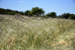 Nassella longiglumis