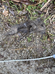 Canis latrans
