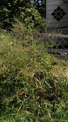 Symphyotrichum