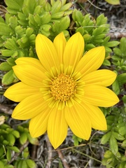 Gazania maritima