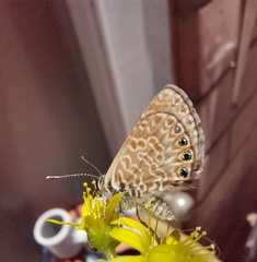 Leptotes trigemmatus