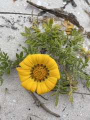 Gazania maritima