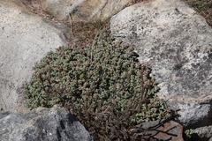 Oscularia caulescens