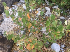 Croton reflexifolius