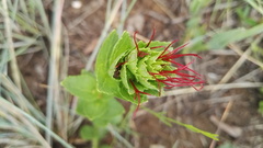 Acalypha caperonioides