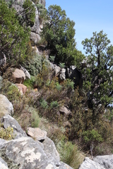 Notobubon capense