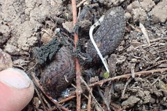 Pseudaneitea