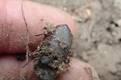 Pseudaneitea