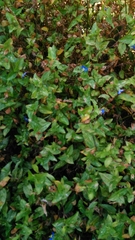 Angiospermae