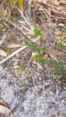 Epacris lanuginosa