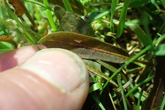 Rumex flexuosus