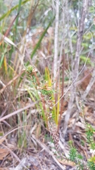 Epacris lanuginosa