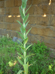 Linaria genistifolia
