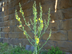 Linaria genistifolia
