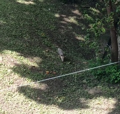 Didelphis marsupialis