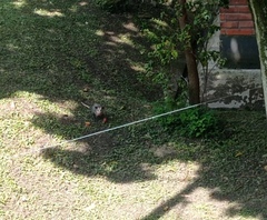 Didelphis marsupialis