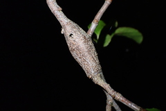 Morova subfasciata