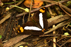 Adelpha naxia