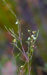 Coleonema juniperinum