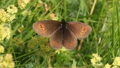 Erebia epiphron