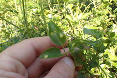 Puccinia otagensis