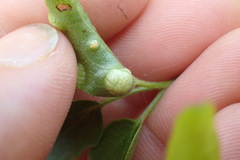 Puccinia otagensis