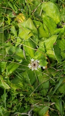 Nablonium calyceroides