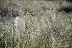 Piptochaetium napostaense