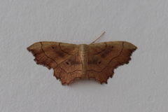 Idaea emarginata