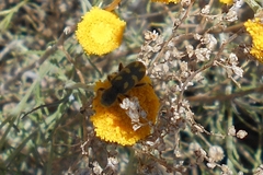 Trichodes flavocinctus