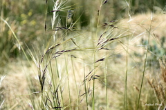 Piptochaetium napostaense