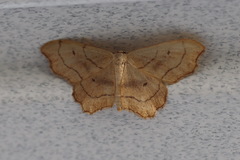 Idaea emarginata