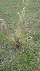 Stipa lagascae