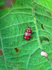 Omophoita sexnotata