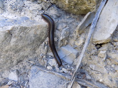 Orthoporus texicolens