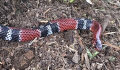 Erythrolamprus mimus