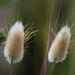 Hare's Tail Grass - Photo (c) vittorio1962, some rights reserved (CC BY-NC)